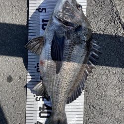 イチノ(兄)釣果!