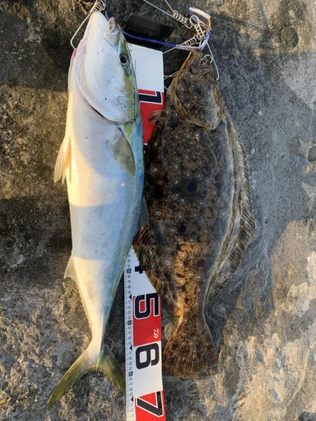 アオリイカ釣りたい！