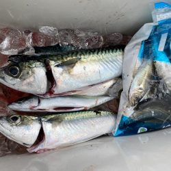 遠投サビキ釣りで大サバゲット!!