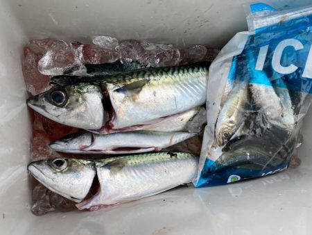 遠投サビキ釣りで大サバゲット!!