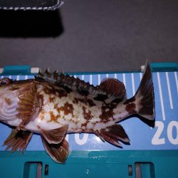 激渋メバリング