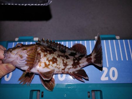 激渋メバリング