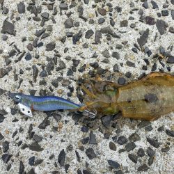 ミズイカー😁😁😁😁