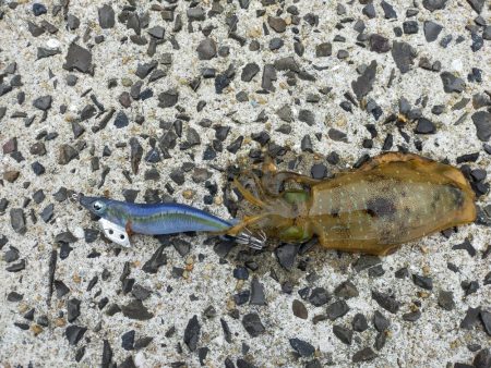 ミズイカー😁😁😁😁