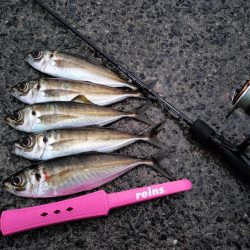 朝マズメの時合は短め…