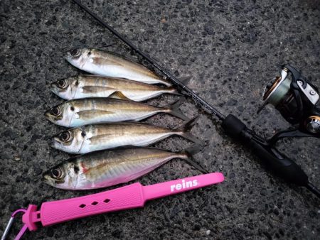 朝マズメの時合は短め…