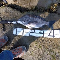 3月寒チヌ にしても雪見堂ジグスピナー凄いわ