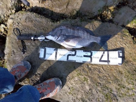 3月寒チヌ にしても雪見堂ジグスピナー凄いわ