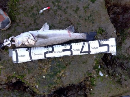 感無量…シーバスロッドで初シーバス