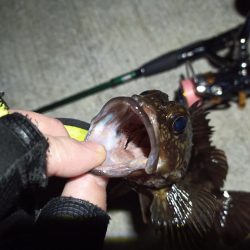 2023/03/03 南港ライトゲーム釣行