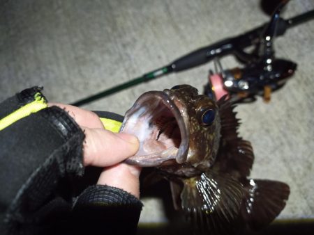 2023/03/03 南港ライトゲーム釣行