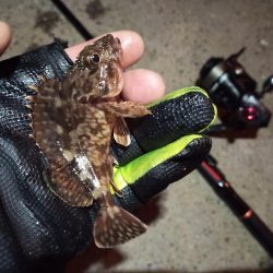 2023/03/06 南港ライトゲーム釣行