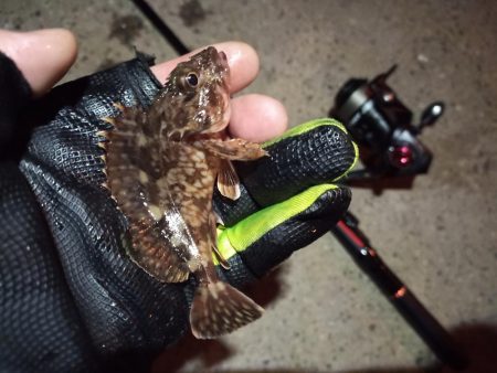 2023/03/06 南港ライトゲーム釣行