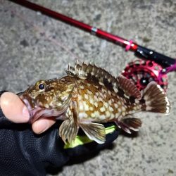 2023/03/19 南港ヘチ落とし込み釣り釣行