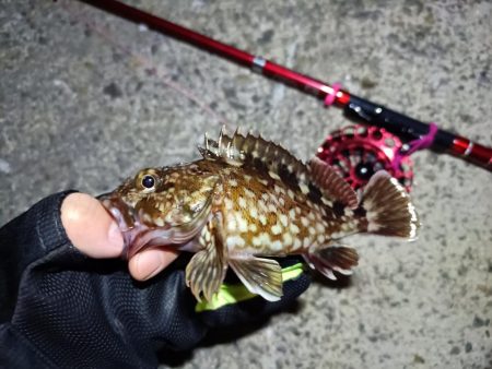 2023/03/19 南港ヘチ落とし込み釣り釣行