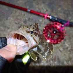 2023/03/24 南港ヘチ釣り釣行