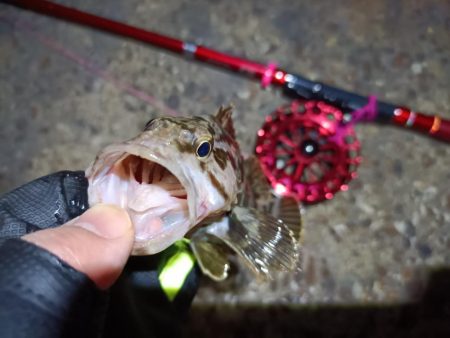 2023/03/24 南港ヘチ釣り釣行