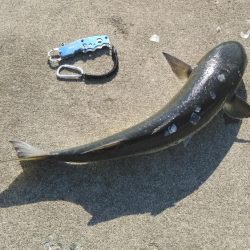 青物情報に乗せられ！