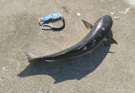 青物情報に乗せられ！