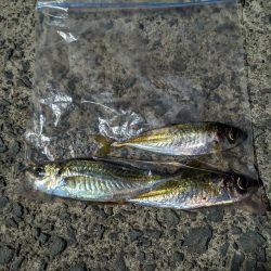 アジング&お花見🌸