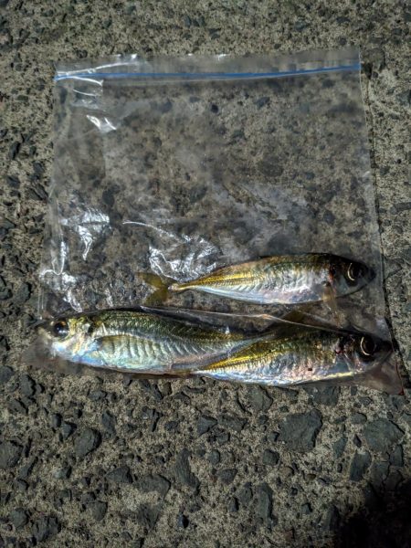 アジング&お花見🌸