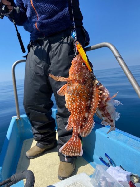 3/30ルアー真鯛釣りは大鯛デー
