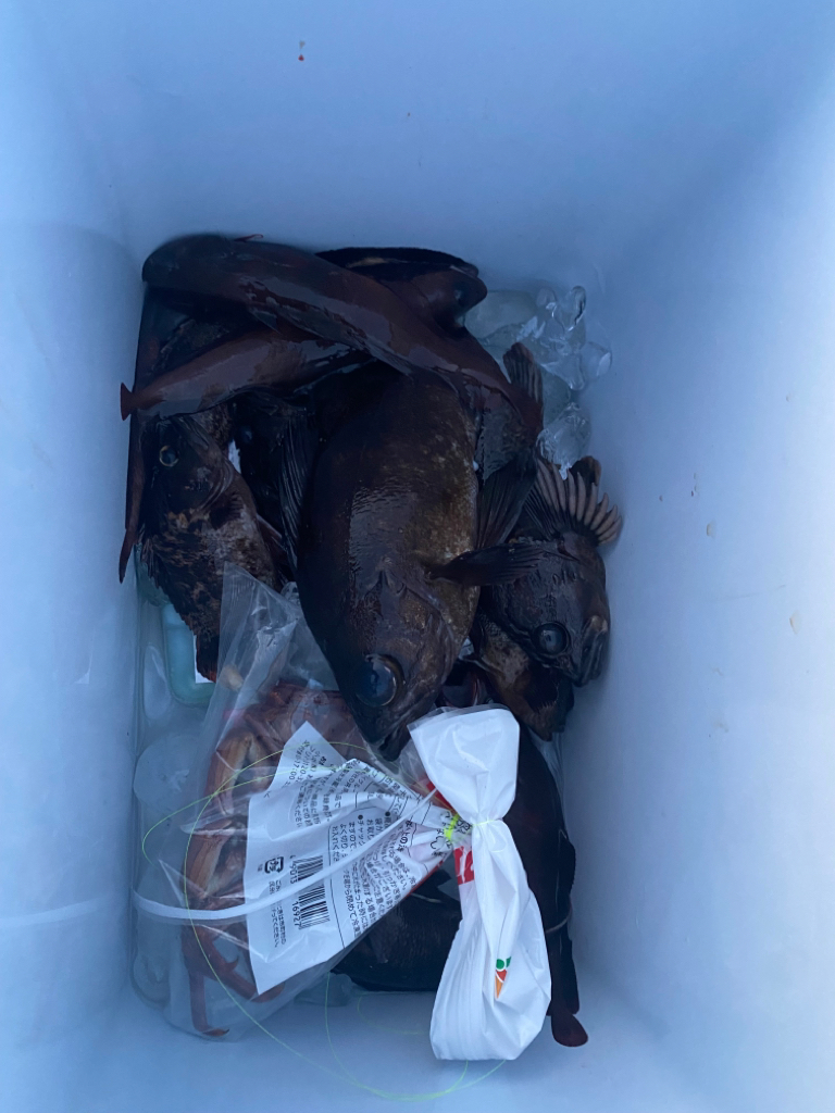 カサゴ釣りたい