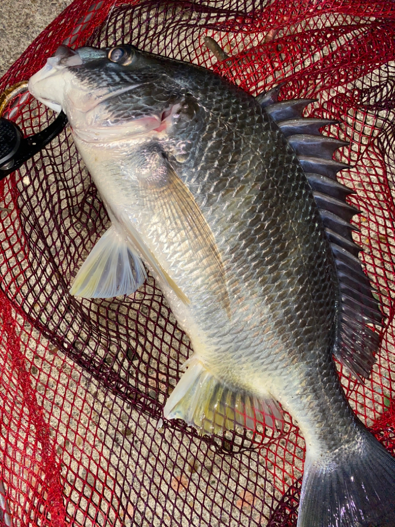 ヘチってきました