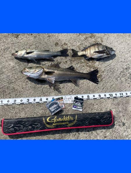 ドンと来る引きごたえスズキ70