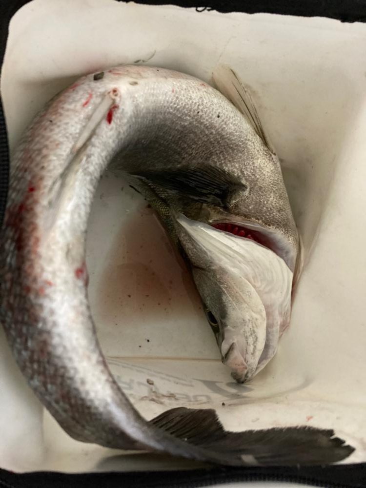 待望のパターン