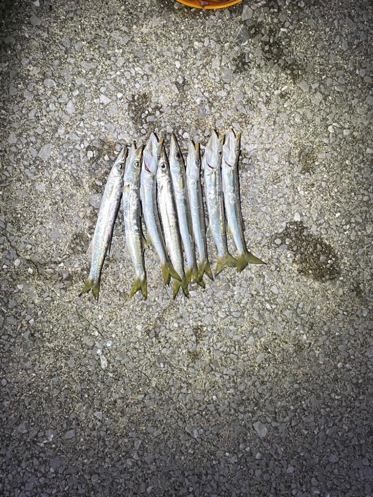 久しぶりのアジング