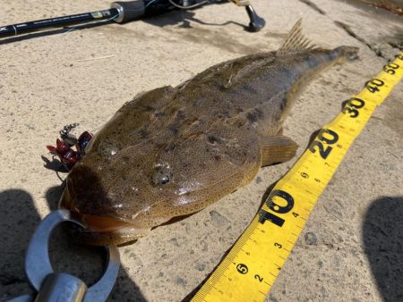 お花見フィッシング