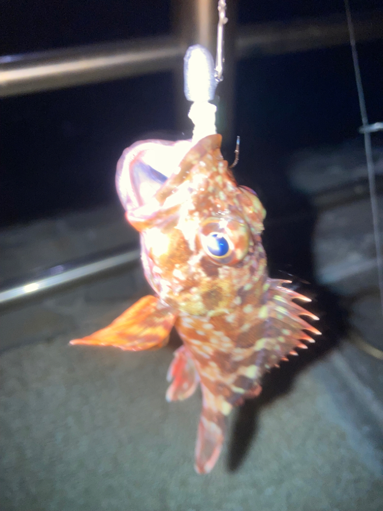 メバリング不発