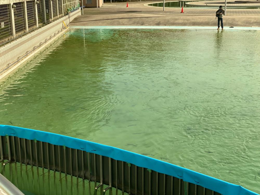 桜満開　かめプー　管釣り