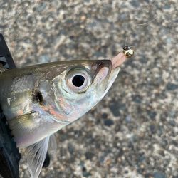 短時間アジング