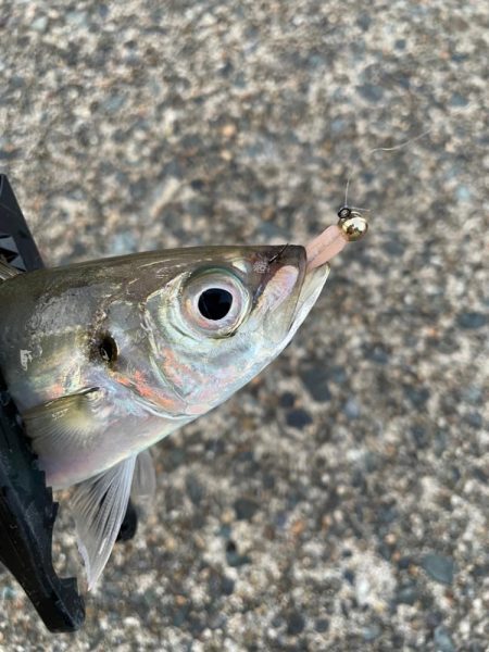 短時間アジング