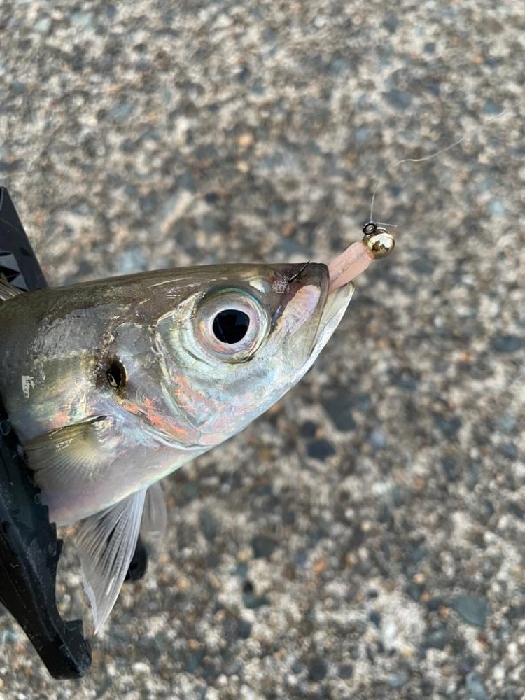 短時間アジング