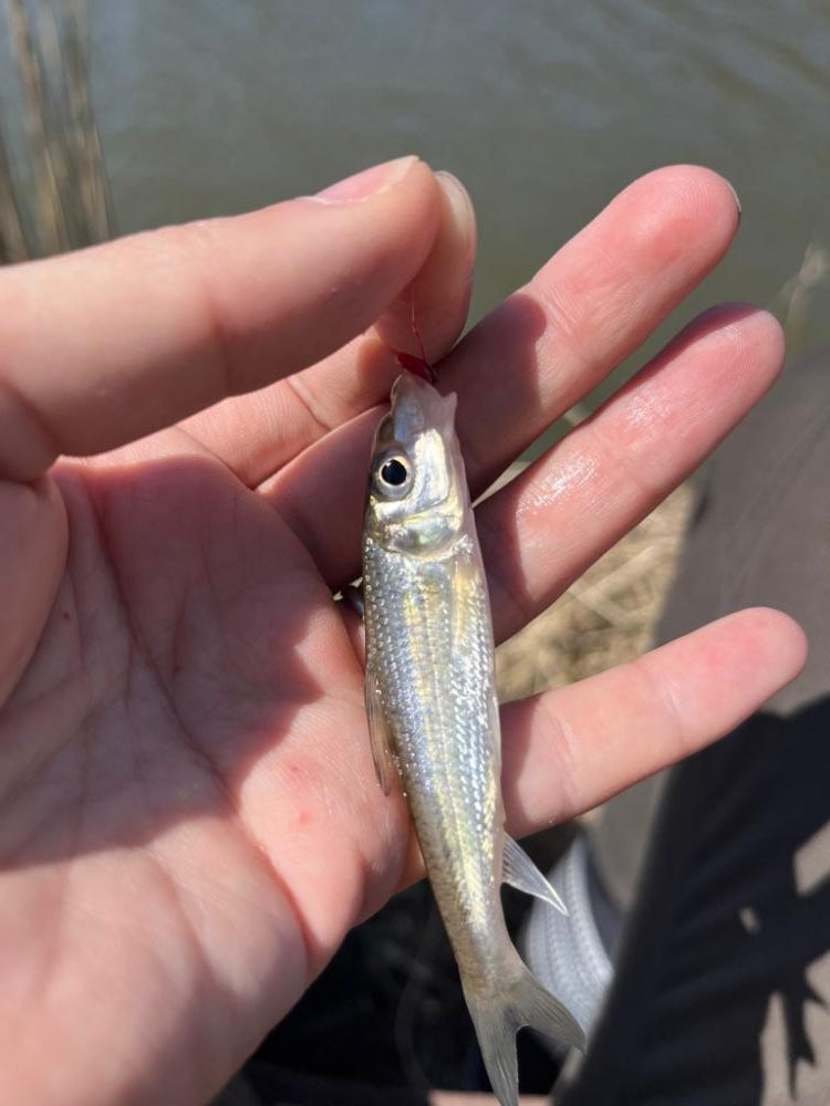 モロコと戯れる日向ぼっこ