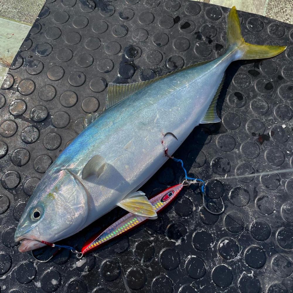 プレのっこみ真鯛な鯛ジギング♬