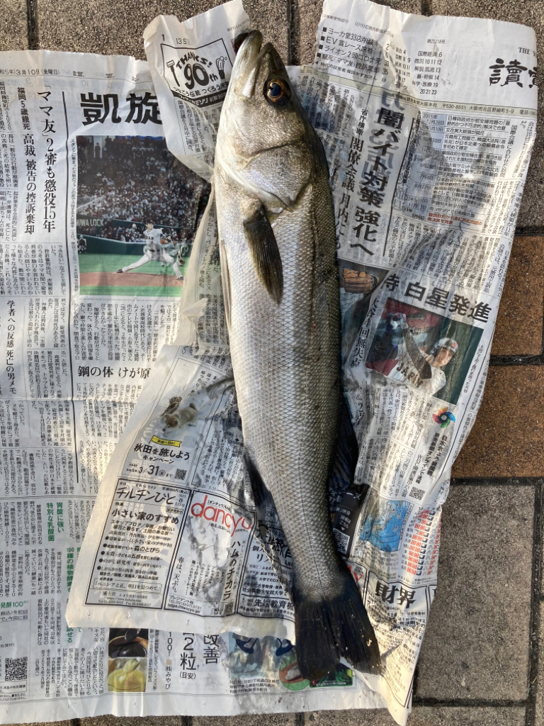 魚の活性が高くなってきました
