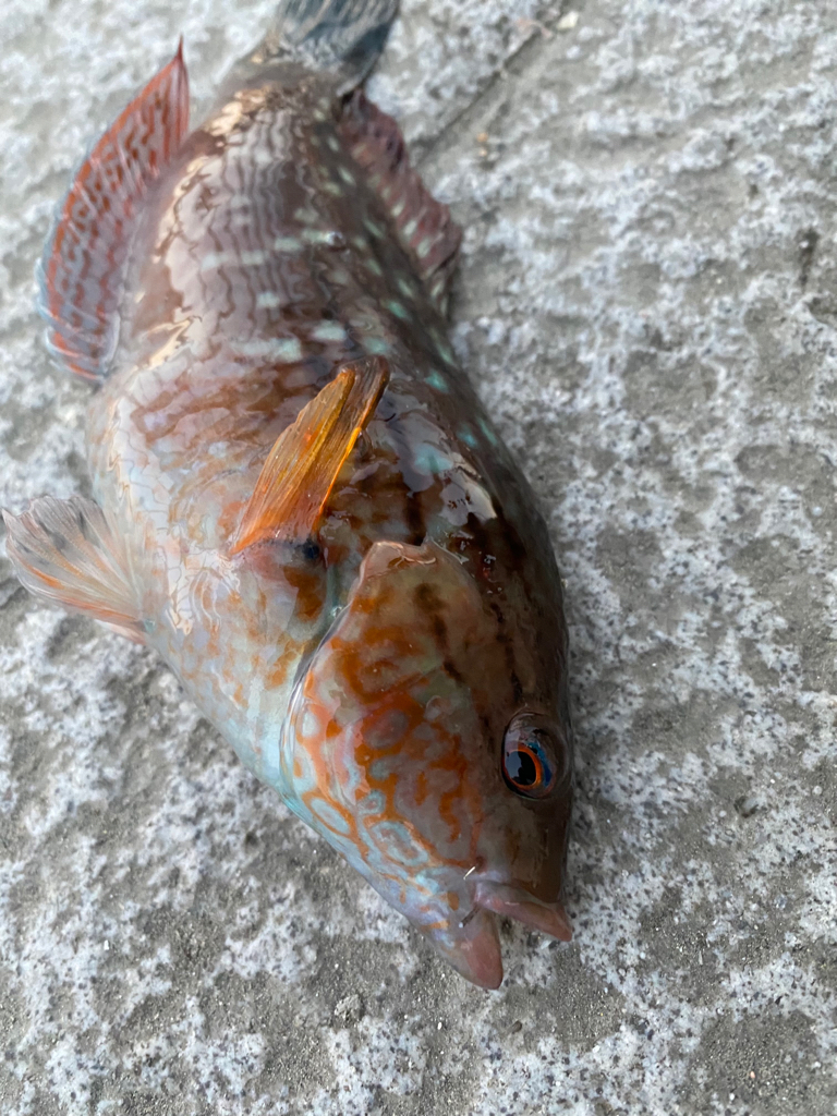 今シーズン初ショアジギ