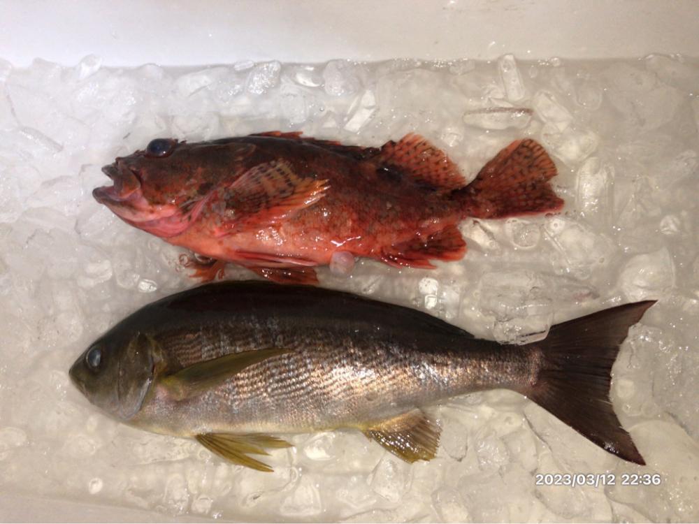 3/12 伊島沖ジギング&ジグサビキ