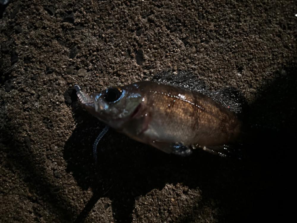 仕事帰りにアジングへ