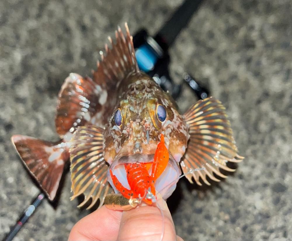 ロックフィッシュ