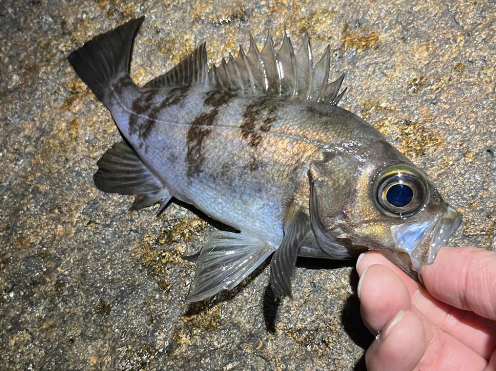 春メバル開幕か？