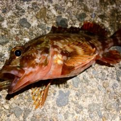 夜釣りに行ける気温になりましたにゃぁ。