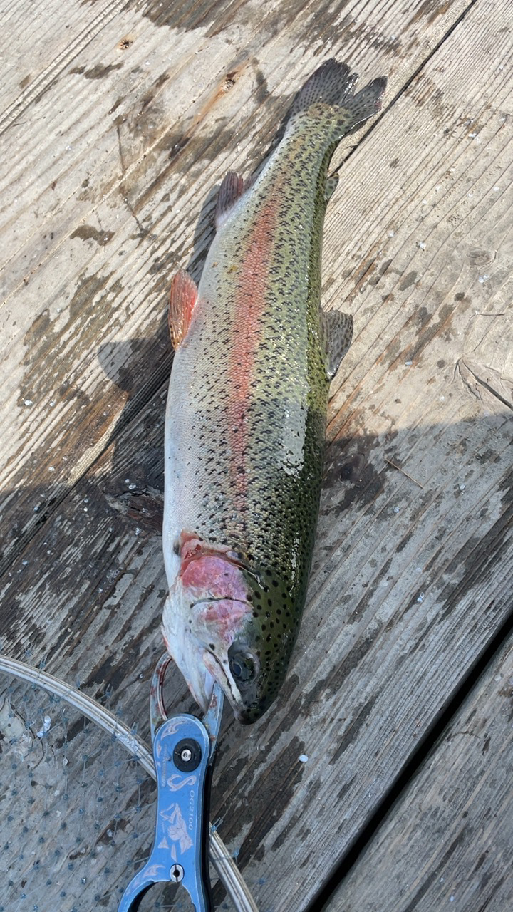 久々の釣堀水宝