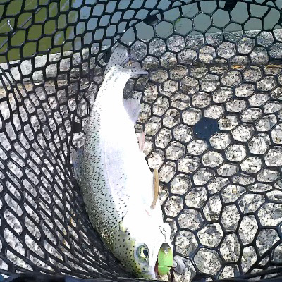 春のエリアトラウト庄原