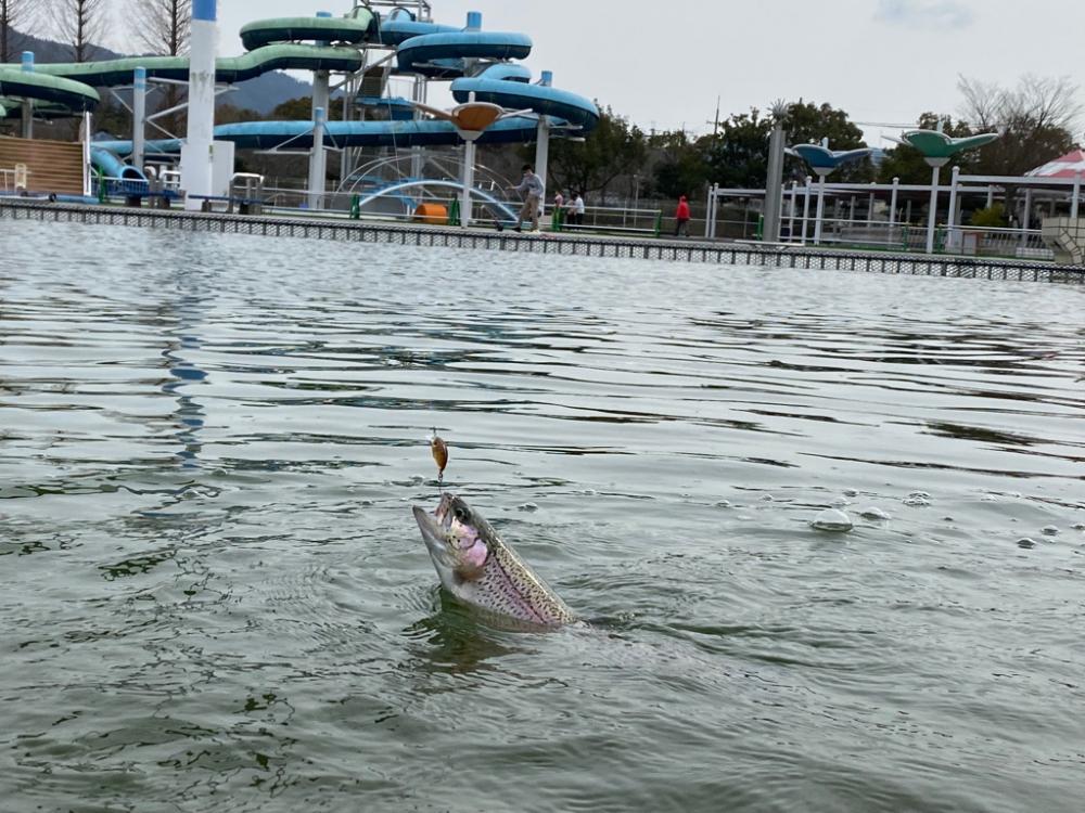 亀プー　エリアトラウト
