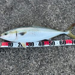 ブリ!今シーズンいちばんの高活性